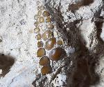 Phacodus punctatus (DIXON 1850) - Bild © FossNet FossilienStore